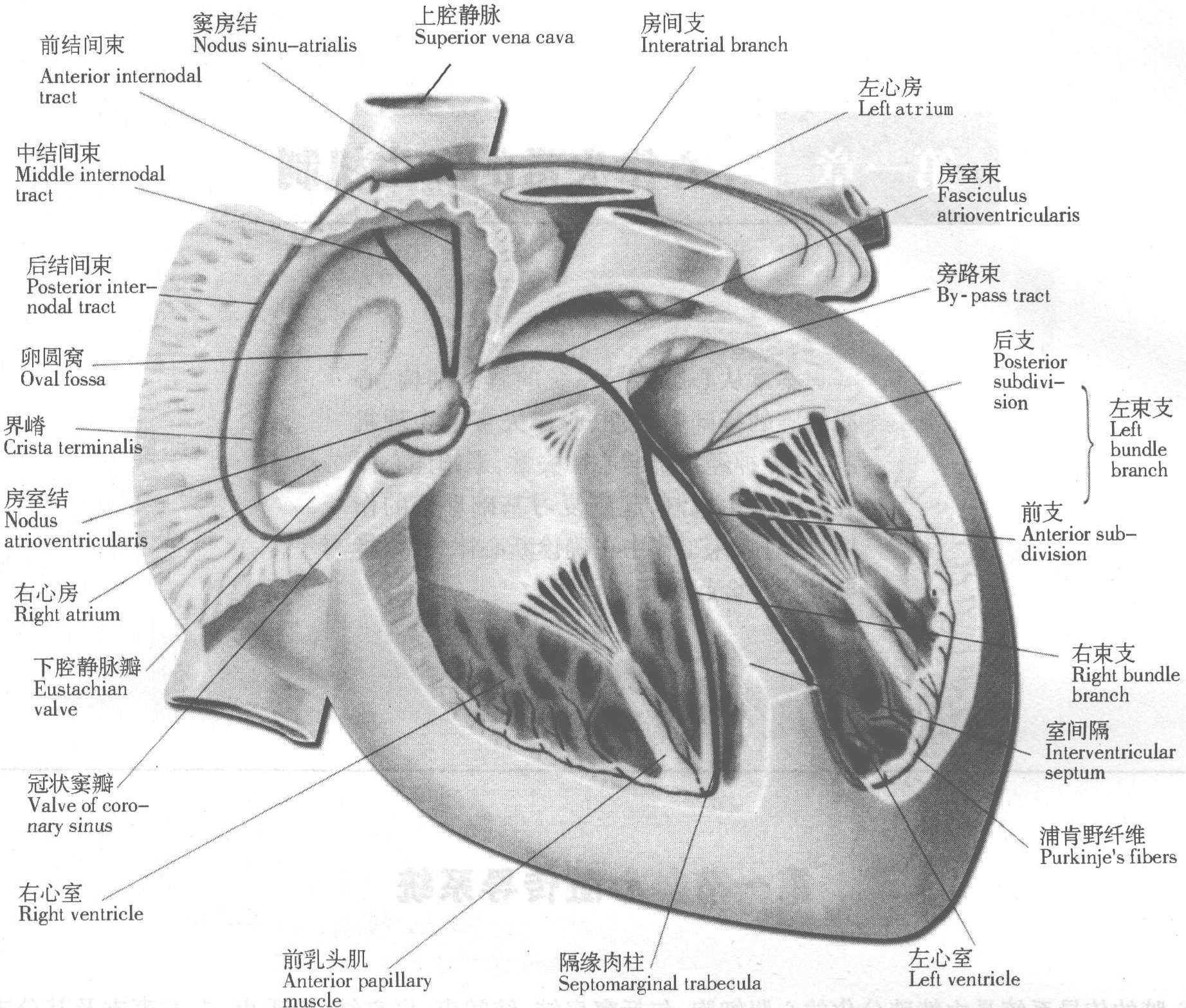 第一节 心脏传导系统